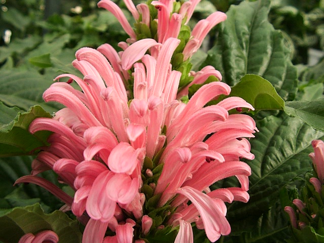 Brazilian plume flower